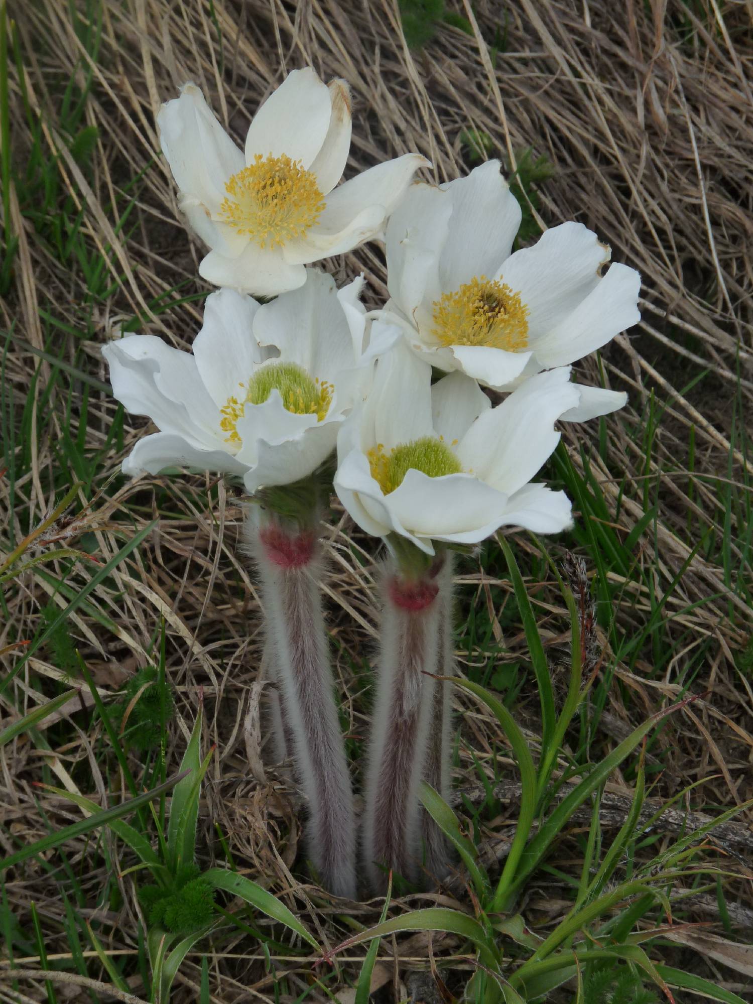F04-Anemone-de-Estelle-DetaisVincent.JPG - An�mone Printani�re
