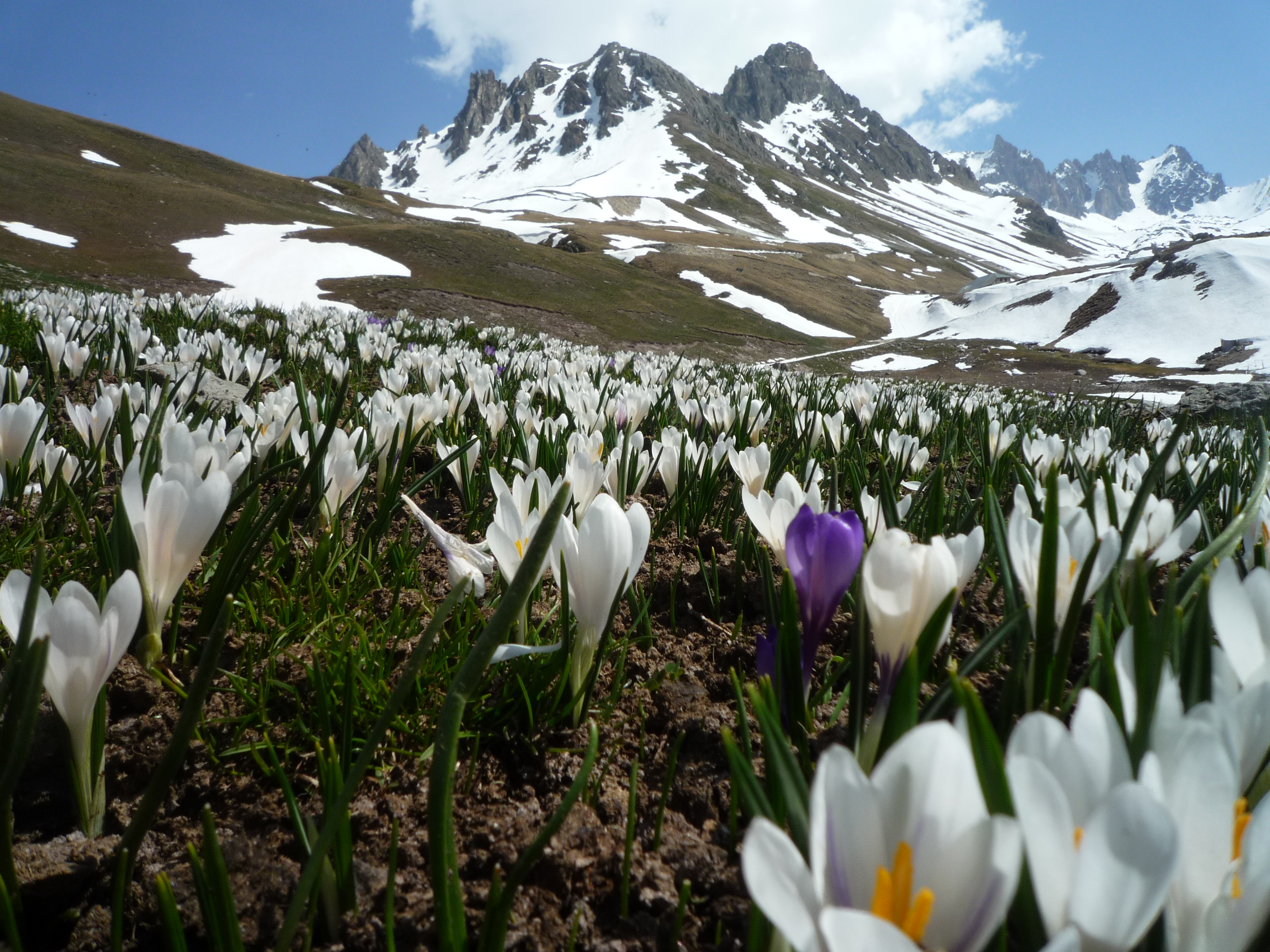 F12-Crocus-Mottets-de-Michel-Cuinat.jpg
