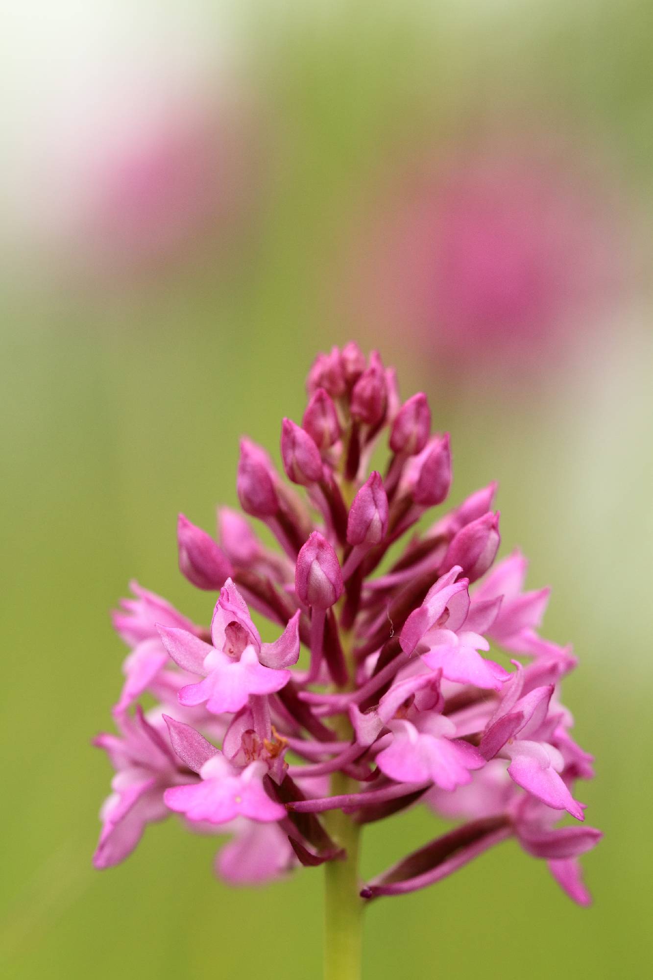F45-Orchis-pyramidal-de-Bernard-Gauthier.jpg