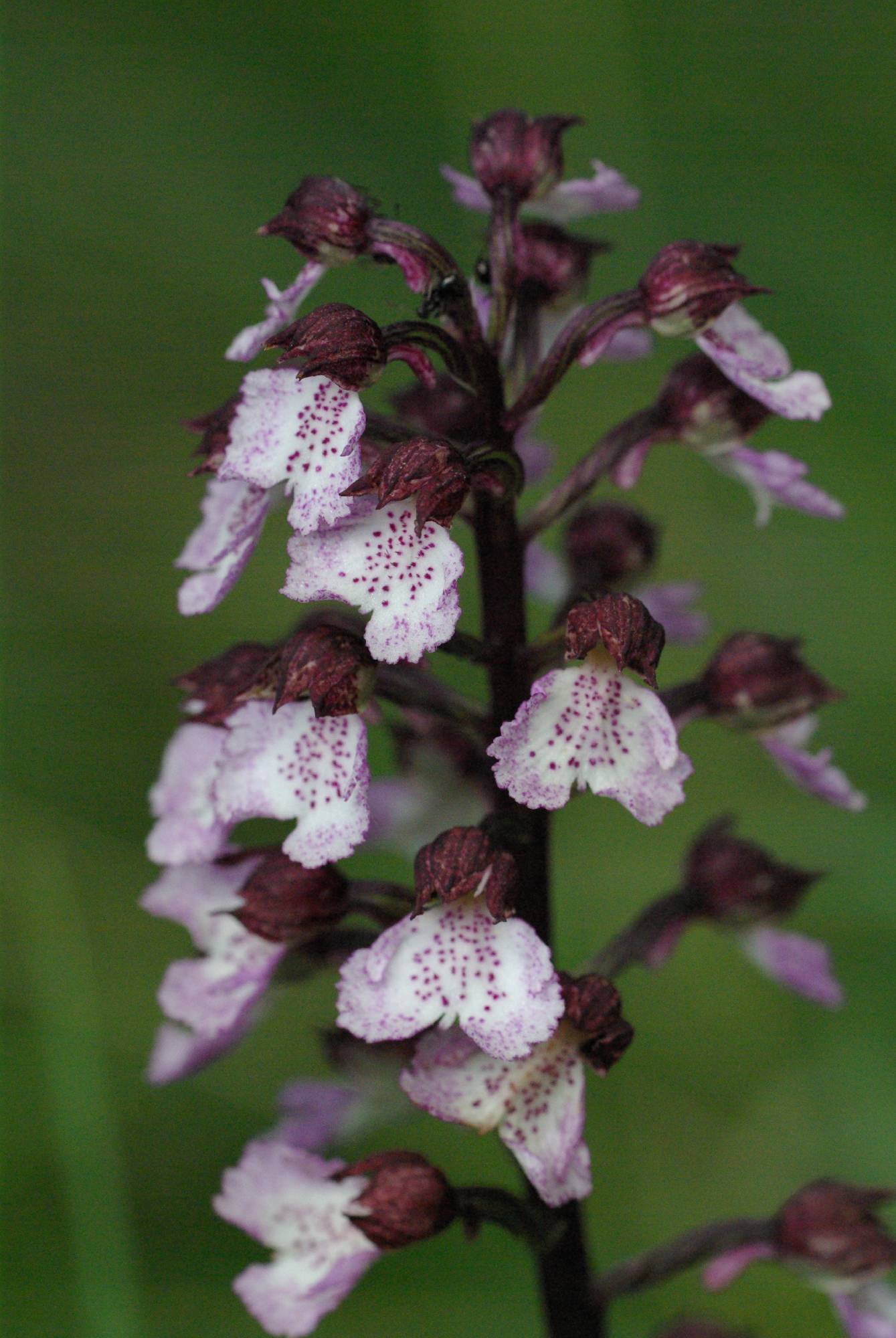 F46-Orchys-brule-de-Sophie-Launois.jpg