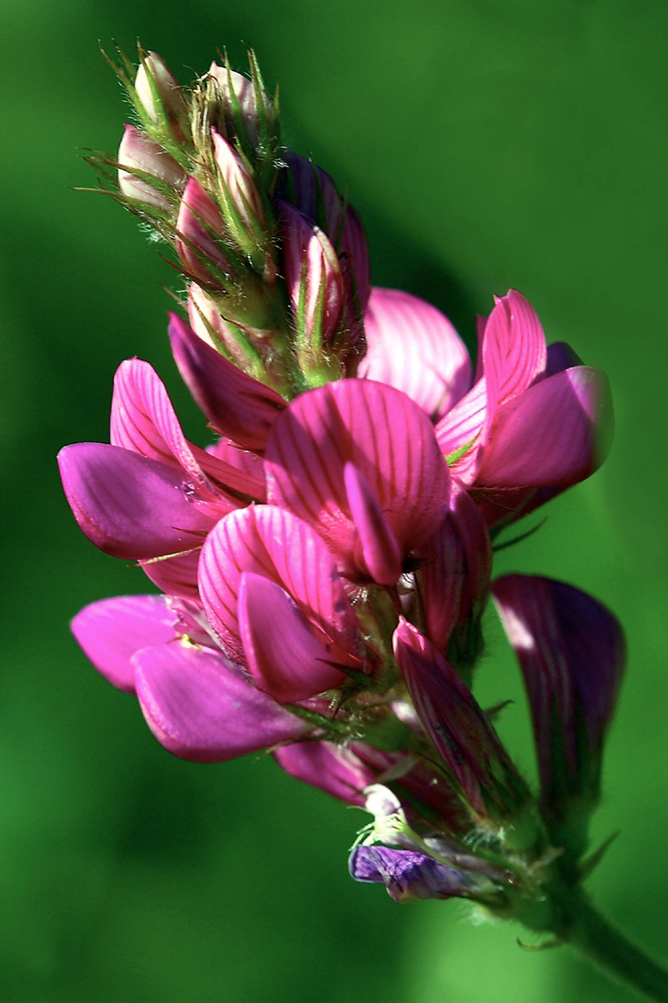 F59-Sainfoin-de-Michel-Meyer.jpg