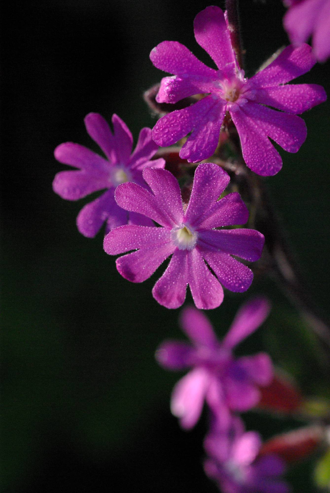 F64-Silene-dioique-compagnon-rouge-de-Cristophe-Daurlet.jpg