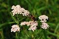 F01-Achilee-a-feuilles-de-Tanaisie-avec-abeille-de-Patrice-Messin